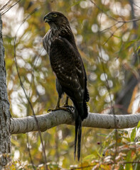 I Spy a Hawk