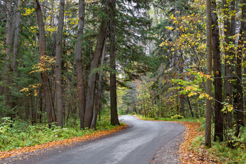 Fototapeta na wymiar Forest Road. Asphalt tape winds between trees. Autumn forest