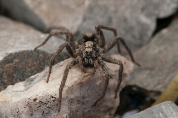 Wolf spider (Alopecosa sp.), Italy.
