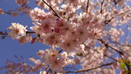 blossom in spring