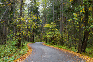 Obraz premium Forest Road. Asphalt tape winds between trees. Autumn forest
