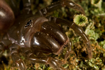 Purse web spider (Atypus affinis) portrait, Apennine mountains, Italy.