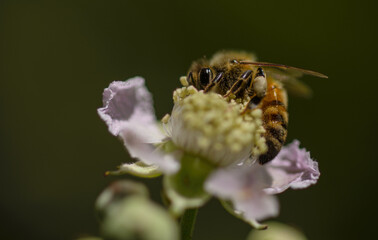 bee on a flower