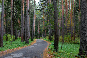 Forest Road. Asphalt tape winds between trees. Autumn forest