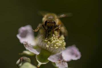 bee on a flower
