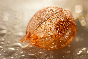 physalis