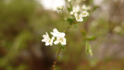 white flowers in the garden