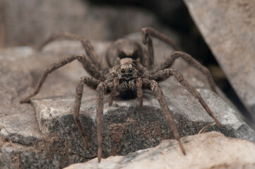 Wolf spider (Alopecosa sp.), Italy.
