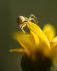 spider on yellow flower