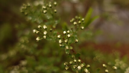 dew drops on a grass