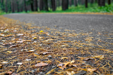 Forest Road. Asphalt tape winds between trees. Autumn forest