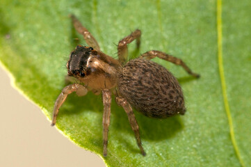 Jumping spider (Saitis barbipes) female, Italy.