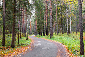 Obraz premium Forest Road. Asphalt tape winds between trees. Autumn forest