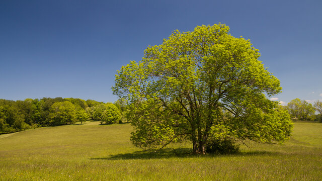 Freistehende gewöhnliche Eschen auf der Schwäbischen Alb / Solitärbaum / Fraxinus excelsior / European Ash