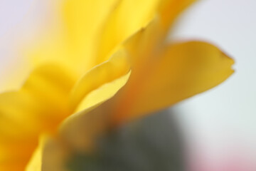 Soft focus blur yellow Flower petal. Nature horizontal background.