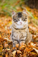 cat in autumn leaves