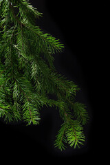 Few fir branches on dark background