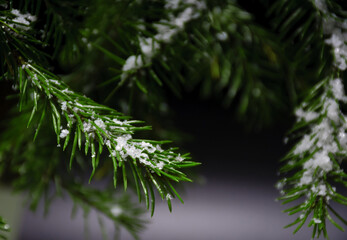 Various fir branches with artificial snow close up view on dark background