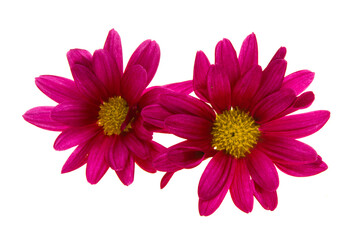 Obraz premium red chrysanthemum isolated