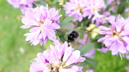 bee on a flower