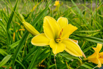 Fototapeta premium Yellow Lily Flowers in the Garden, nature.