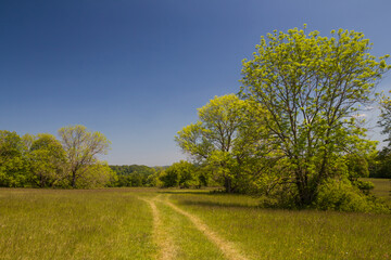 Freistehende gewöhnliche Eschen auf der Schwäbischen Alb / Solitärbaum / Fraxinus excelsior / European Ash