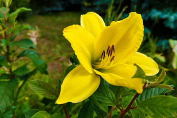 Fototapeta premium Yellow Lily Flowers in the Garden, nature.