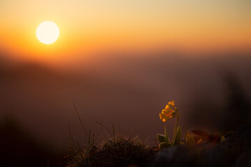 Primrose flower at sunrise
