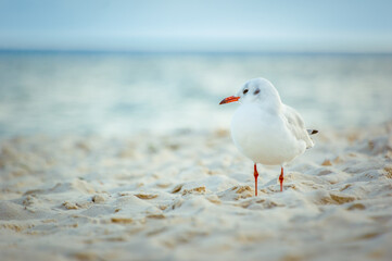 Mewa stojąca na plaży patrząca w bok. 