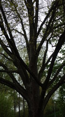 Fototapeta premium trees in the park