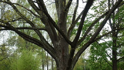 trees in the forest