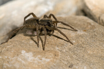 Wolf spider (Alopecosa sp.), Italy.
