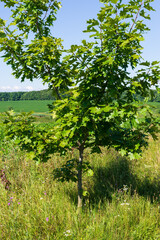 Fototapeta na wymiar Small spreading oak tree among the grass