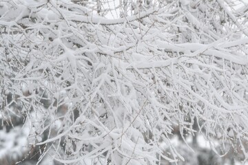 Trees branches in snow. Trees covered with frost.
