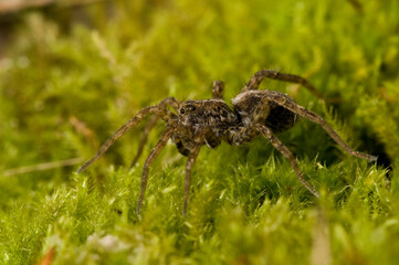 Wolf spider (Pardosa sp.), Alps, Italy.