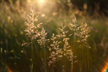 Gräser im Gegenlicht