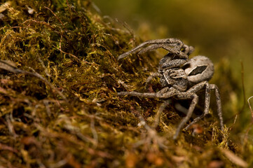 Philodromid crab spider (Thanatus formicinus), Italian alps.
