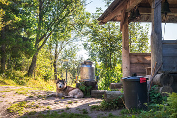 The dog lies on the ground  on Anzer Island (Solovetsky Islands)