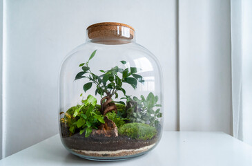 Small decoration plants in a glass bottle/garden terrarium bottle/ forest in a jar. Terrarium jar with piece of forest with self ecosystem. Save the earth concept. Bonsai, set of terrariums/ jars