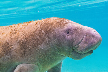Closeup of cute manatee face swimming through clear blue water in river