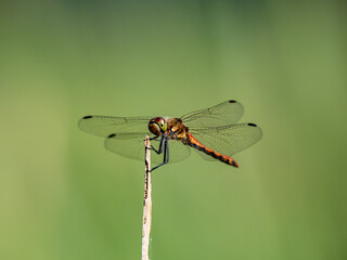 Autumn Darter perched on wetland reed 5