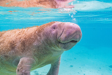Closeup of cute manatee face swimming through clear blue water in river - 396129390
