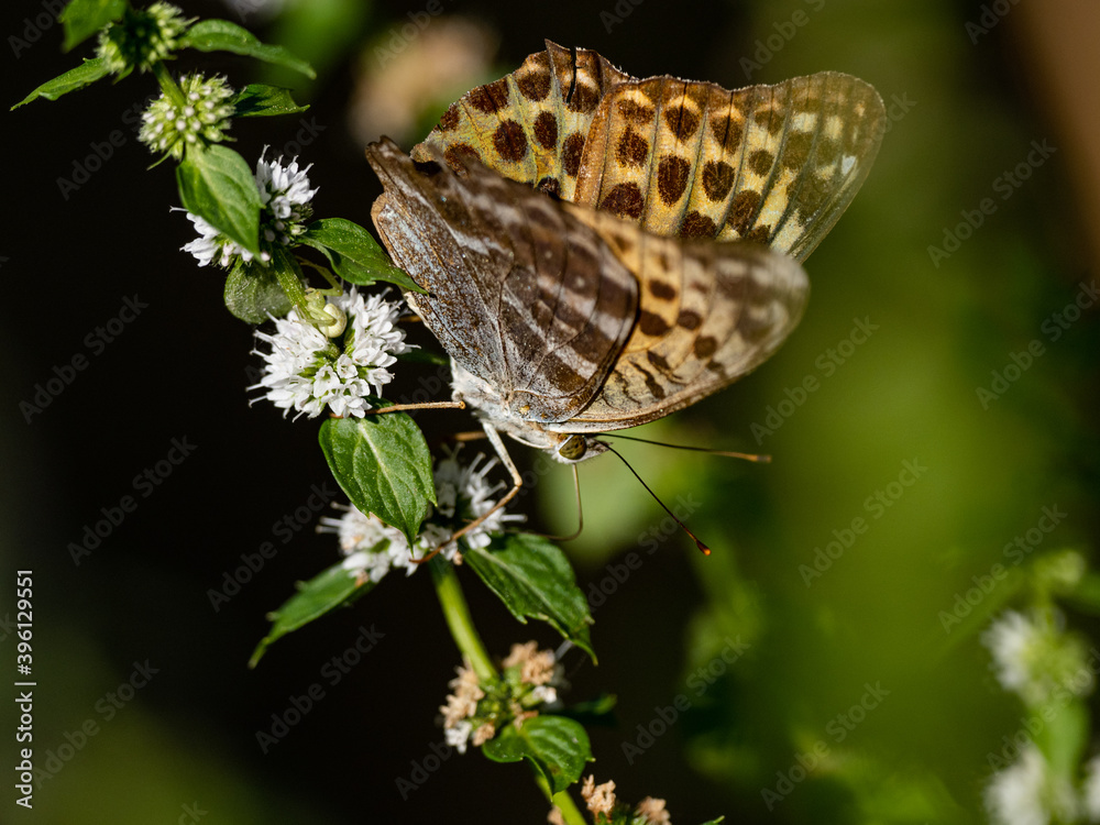 Wall mural silver-washed fritillary on small flowers 2