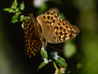 Silver-washed Fritillary on small flowers 1