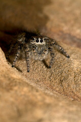 A jumping spider (Philaeus chrysops) female, Piedmont, Italy.