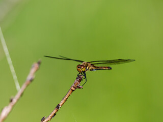 Autumn Darter perched on wetland reed 10