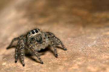 A jumping spider (Philaeus chrysops) female, Piedmont, Italy.