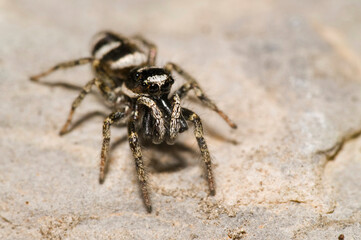Jumping spider