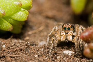 Jumping spider (Aelurillus v-insignitus) male, Italian alps.