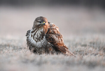 Common buzzard ( Buteo buteo ) close up